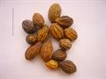 هلج ، هاری تاکی ، Chebulic Myrobalan، Ink Nut، Haritaki 